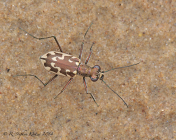 Ellipsoptera cuprascens